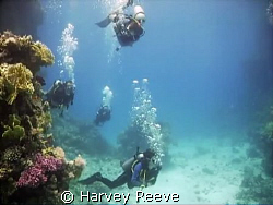 leisurely dive by Harvey Reeve 